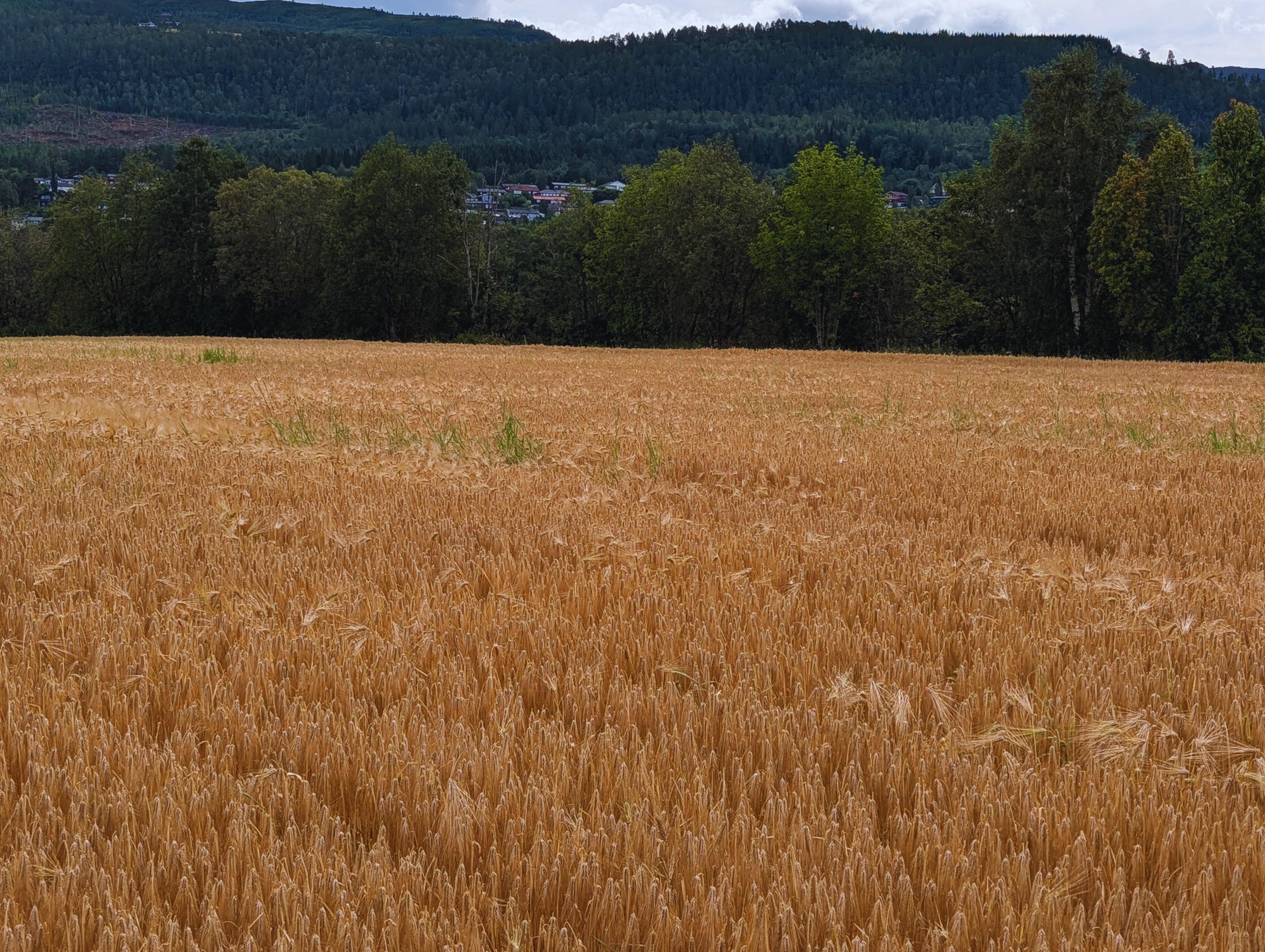 Golden grain field ready for harvest with forested hills in background